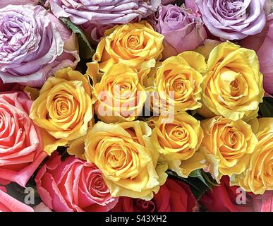 Gros plan plein cadre photos de roses de différentes couleurs. Banque D'Images