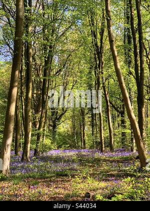 Hêtres et cloches au printemps près de Winchester Hampshire Royaume-Uni Banque D'Images