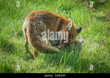 City foxes - Un vixen qui allaite son renard cub dans un jardin de banlieue à Clarkston, en Écosse Banque D'Images