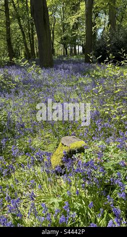 Bluebell Woodland, Renishaw Hall, Chesterfield, Derbyshire, Angleterre, ROYAUME-UNI Banque D'Images