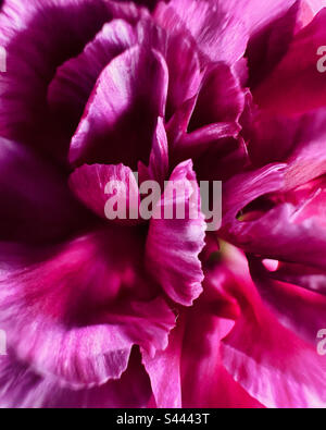 Photo de près d'une carnation rose vif fleurs pétales. Banque D'Images