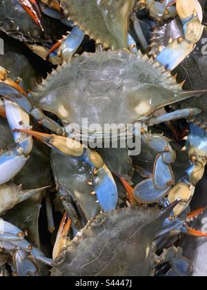 Crabe bleu frais empilé haut dans le seau et à vendre sur le marché local du poisson frais. Banque D'Images