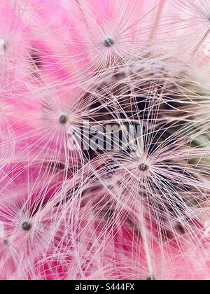 Pissenlit sur fond rose Banque D'Images