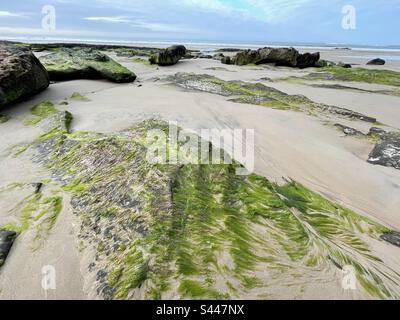 Rochers recouverts d'algues sur la plage de la côte ouest de Lossiemouth, Écosse 2023. Banque D'Images