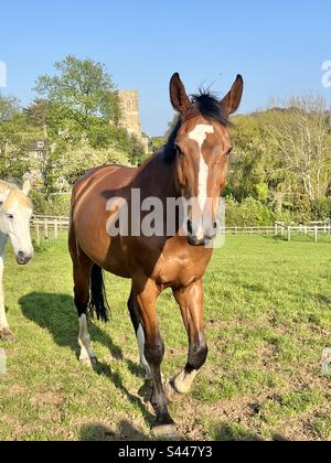 Impressionnant cheval de baie à feu blanc devant l'église St Nicholas à Abbotsbury, Dorset, Angleterre Banque D'Images