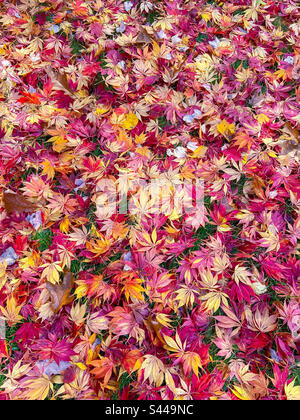 Magnifique automne multicolore feuilles d'érable japonais rouge jaune or couvrent le sol pour un fond naturel. Banque D'Images