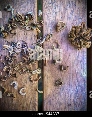 Assortiment de calendula séchées, marigold en pot, graines et tête de semence récoltées en automne vu d'en haut sur une vieille table en bois. Récolte de semences de jardinage biologique. Banque D'Images