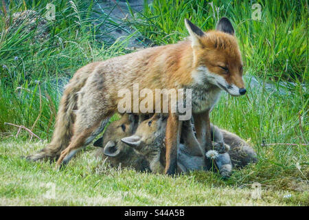 Renards urbains - Un vixen qui allaite ses quatre petits renards dans un jardin de banlieue à Clarkston, en Écosse Banque D'Images