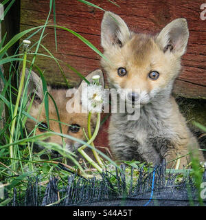 Renards urbains - deux jeunes petits renards sortent de leur terrepaire dans un jardin de banlieue de Clarkston, en Écosse Banque D'Images