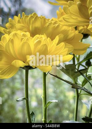 Gros plan de fleurs de chrysanthème jaune contre une vue fenêtre d'un matin brumeux. Banque D'Images