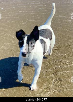 Jack Russel renard terrier traverse sur la plage Banque D'Images