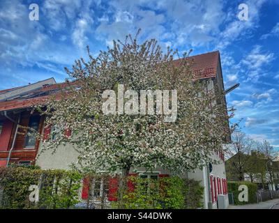 Grand arbre fleuri avec beaucoup de fleurs blanches devant une maison avec tuiles rouges de toit et des stores de fenêtre à Munich, Allemagne. Banque D'Images