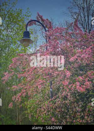 Blossoming bright pink tree with a street lantern in the South of Munich, Germany. Banque D'Images
