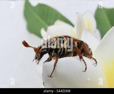 Un gros plan d'un bogue Flower Chafer. Banque D'Images