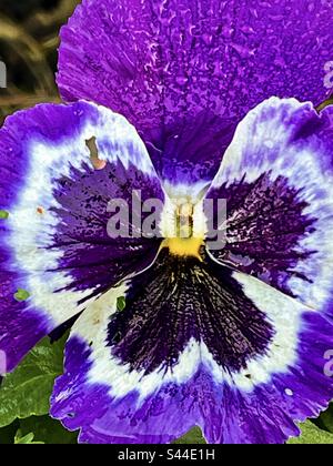 Gros plan sur une fleur de pansy à motifs violets et blancs. Banque D'Images