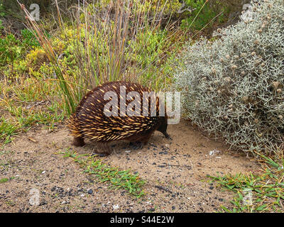 Echidna Tachyglossus Victoria Australie Banque D'Images