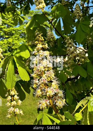 Aesculus hippocastanum arbre de châtaigne fleurs Banque D'Images