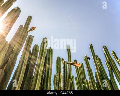 Vue à faible angle de nombreuses grandes tiges de cactus poussant vers le haut contre le ciel bleu avec des rayons de soleil et des reflets de lentille. Cactus fleuris. Banque D'Images