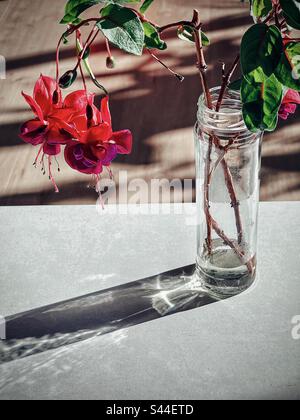 Gros plan de deux tiges de fuchsia fleuries multicolores en bouteille de verre réaménagée sur une table blanche, sur un sol en bois, dans l'ombre et la lumière du soleil. Banque D'Images