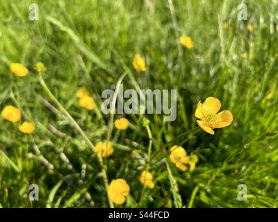 Buttercups faible profondeur de champ avec zone de flou et espace de copie Banque D'Images