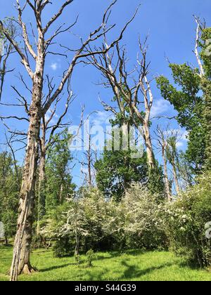 La fleur de Hawthorn et les chênes morts debout dans le New Forest Hampshire Banque D'Images