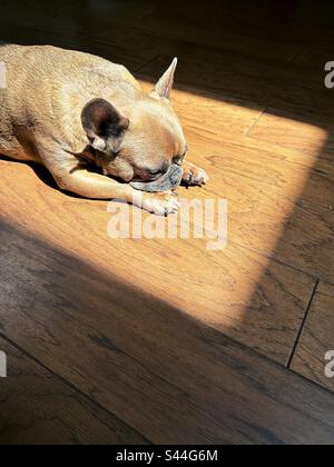 Un joli et triste chien de taureau français couché sur un sol en bois, dans un endroit ensoleillé. Banque D'Images