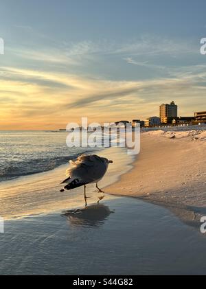 Golfe du Mexique Floride coucher de soleil avec mouettes marchant sur le rivage Banque D'Images