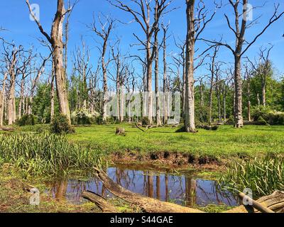 Cours d'eau traversant des chênes morts au printemps dans le parc national de New Forest, Hampshire, Royaume-Uni Banque D'Images