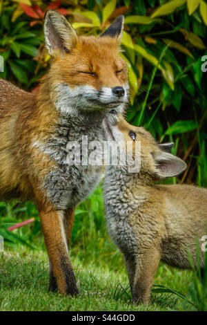 Renard urbain - Un vixen et son renard jouent dans un jardin de banlieue à Clarkston, en Écosse Banque D'Images