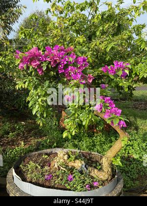 Gros plan des fleurs de Bougainvillea soufflant dans le jardin Banque D'Images