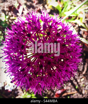 Allium : Violet vif Allium giganteum Banque D'Images