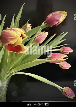 Vue latérale des tulipes roses et jaunes sur fond sombre Banque D'Images