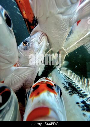 Frénétique temps d'alimentation de la carpe koï avec un appareil photo sous-marin. Koi ou nishikigoi, Carp d'Amur, Cyprinus rubrofuscus Banque D'Images