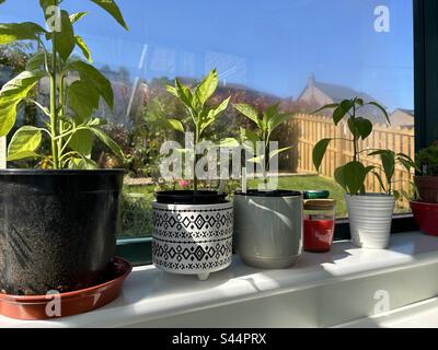 Plantes de haricots toutes dans une rangée dans divers pots sur un seuil de fenêtre Banque D'Images