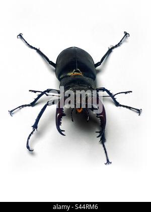 Stag beetle mâle Banque D'Images