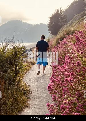 Un homme qui regarde bien marche le long de la voie côtière sud-ouest à Seaton, Cornwall, à côté de fleurs valériennes sauvages au coucher du soleil Banque D'Images