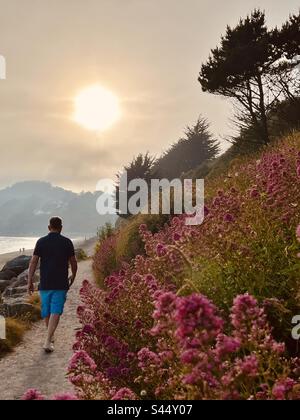 L'homme marche vers le soleil couchant le long de la voie côtière sud-ouest à Seaton, Cornouailles à côté de la valériane rouge sauvage et rose, Angleterre Banque D'Images