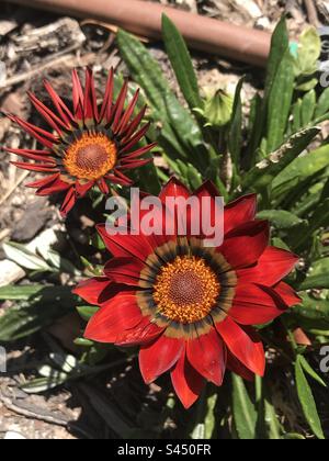 Fleurs sauvages trouvées au Cap, Afrique du Sud Banque D'Images