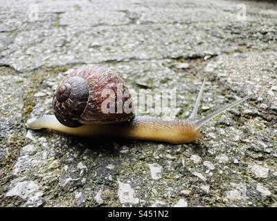 Escargot de jardin en mouvement Banque D'Images