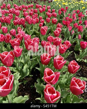 Tulipes rouges Banque D'Images