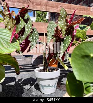 Begonia maculata (maculata signifiant « en pot ») - connu sous le nom de la menégonie du point de Polka. Banque D'Images