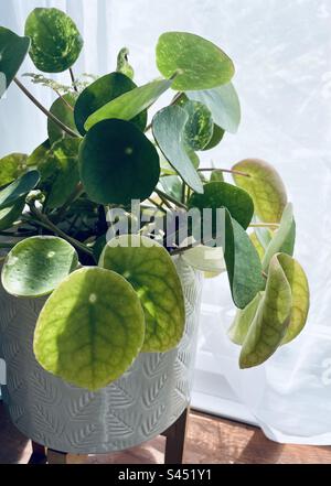 Pilea peperomioides - Centrale monétaire chinoise. Également connu sous le nom de l'usine de Pancake et de l'usine d'OVNI. En fleur avec de petites petites fleurs blanches. Banque D'Images