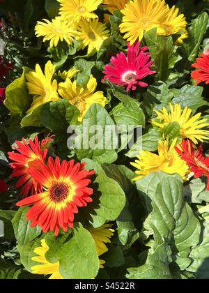 Gerbera rouge, jaune et rose fleurit en pleine floraison estivale Banque D'Images