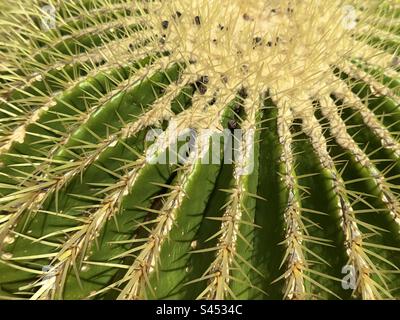 Un détail d'un cactus à baril vert épineux dans les jardins botaniques de l'Université de Leiden aux pays-Bas Banque D'Images