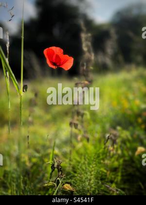 Coquelicot rouge rétroéclairé solitaire dans un champ. Banque D'Images