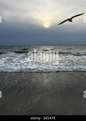 Mouette volant sur la plage de St Pete Banque D'Images