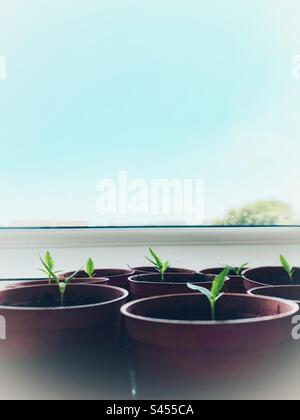 Une photographie de petites plantes de Chili poussant dans des pots de plantes sur un rebord de fenêtre. Espace de copie, fond bleu ciel. Concept alimentaire à l'intérieur Banque D'Images