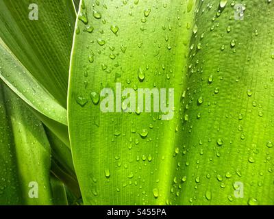 Vue rapprochée des gouttes de pluie sur une feuille d'une grande plante tropicale. Banque D'Images