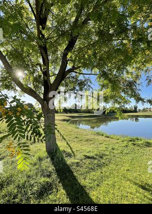 Arbre de bois de rose en fleur, Tipuana Tipu, feuilles de rétroéclairage et fleurs jaunes, réflexions de l'étang du parcours de golf, ciel bleu, Scottsdale, Arizona Banque D'Images