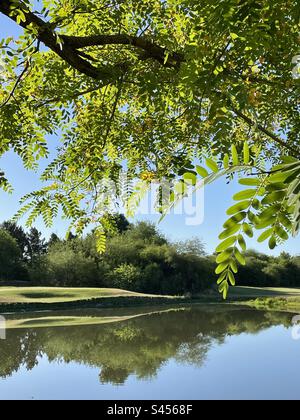 Arbre de bois de rose en fleur, Tipuana Tipu, feuilles de rétroéclairage et fleurs jaunes, réflexions de l'étang du parcours de golf, ciel bleu, Scottsdale, Arizona Banque D'Images